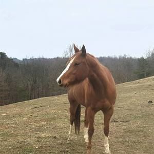 Meet your Posher, Susie